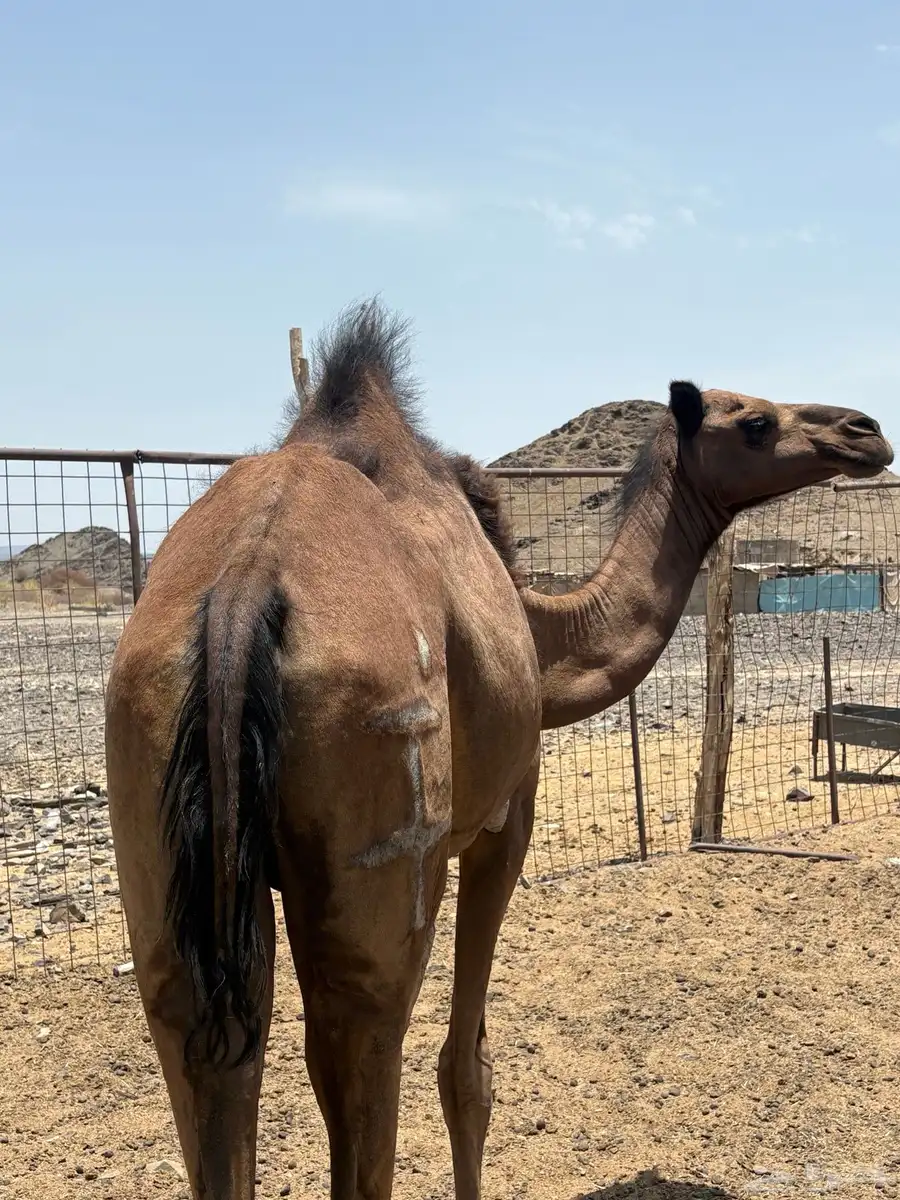 بكره صفرا جذعه مبيوع ولدها 1