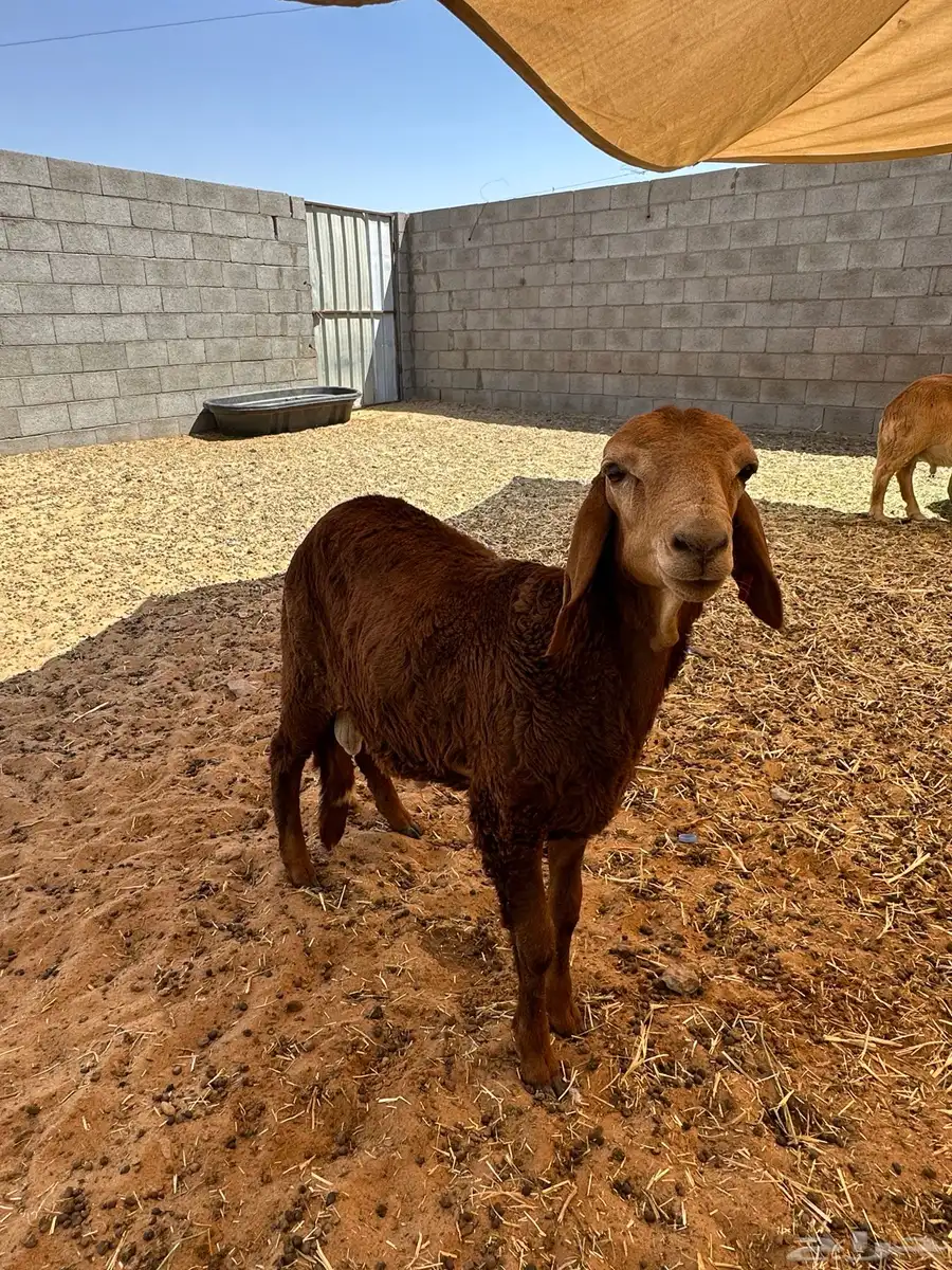 للبيع سواكل البيع جمله 0