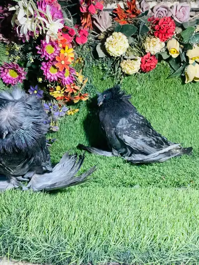 للبيع طبه بخاره بلوشيك 1