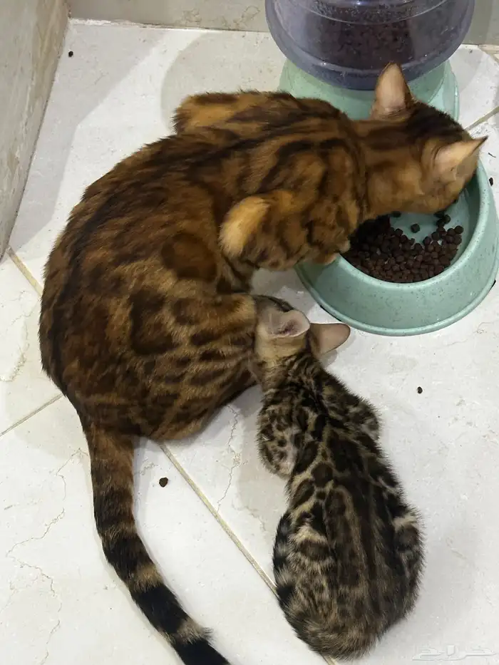 قطط بنغال للبيع مستويات قوية 5