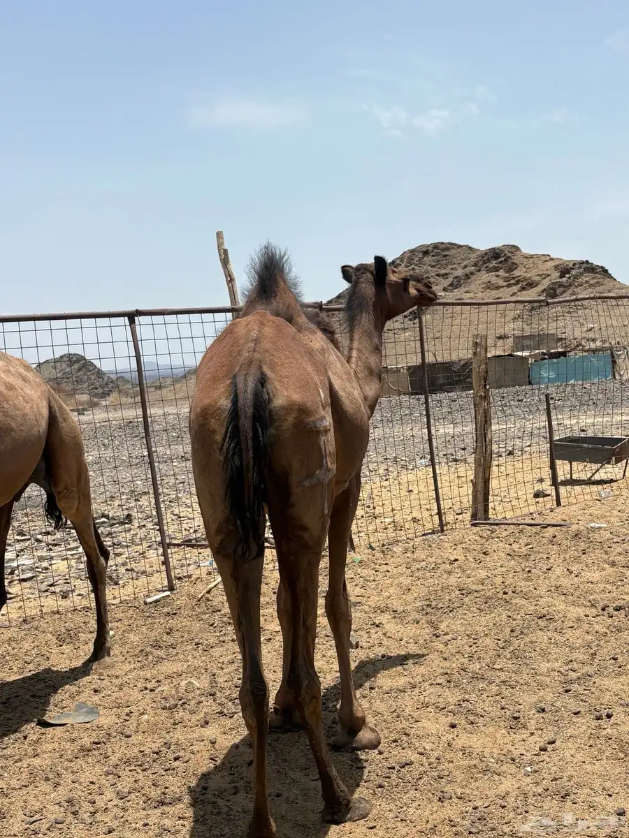 بكره صفرا جذعه مبيوع ولدها 2