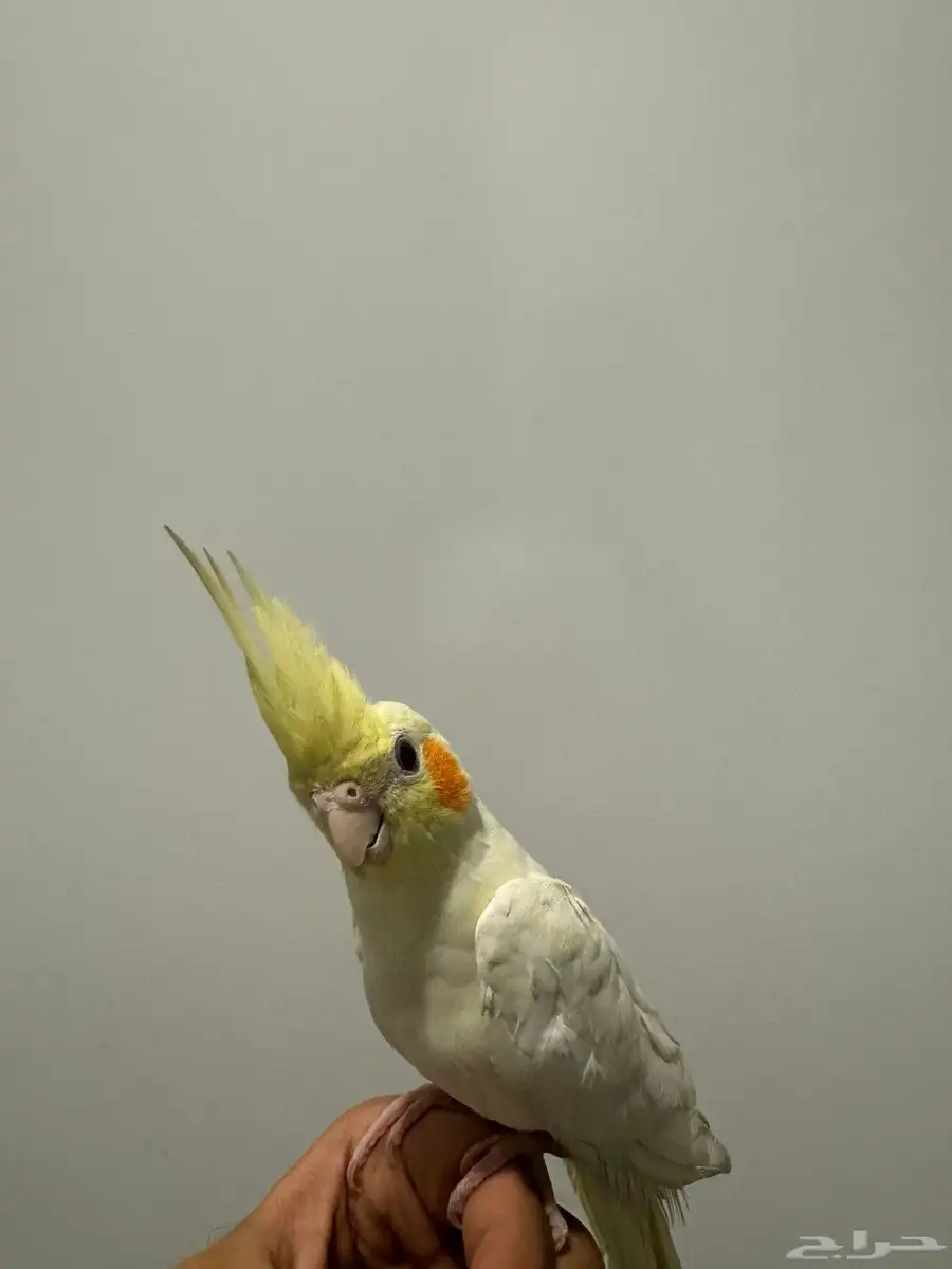 كروان أليف 3