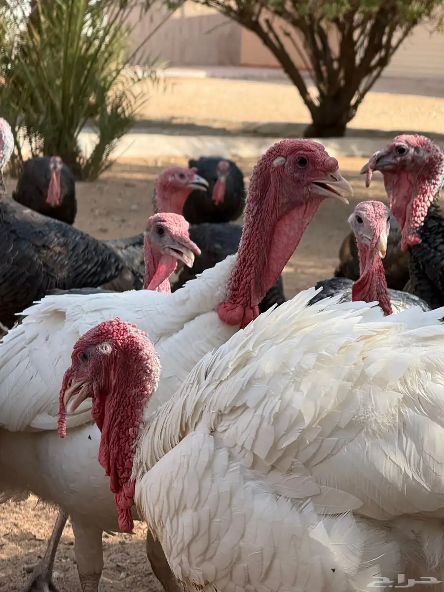 للبيع ديوك رومي ذبح او تربية 2