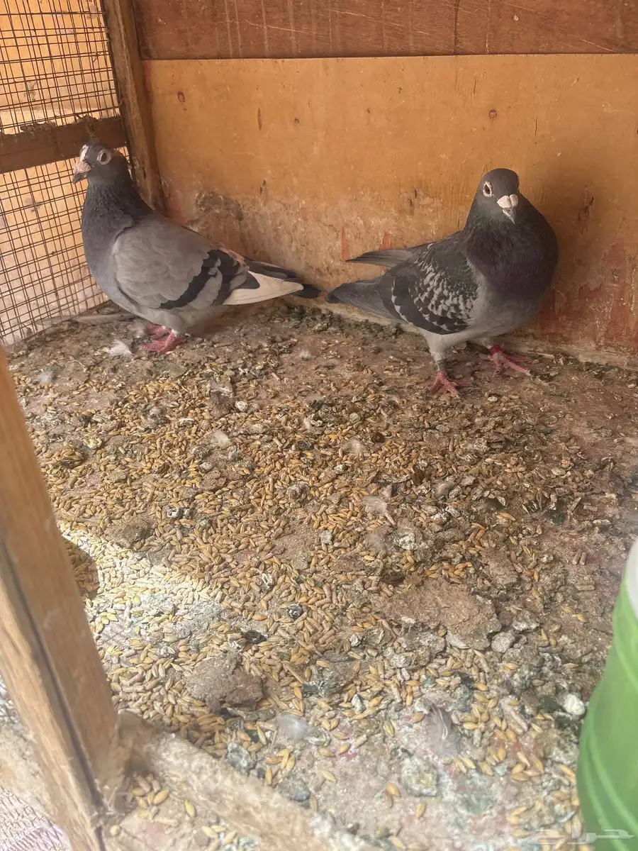 للبيع طبات واجوز زواجل سباق 13