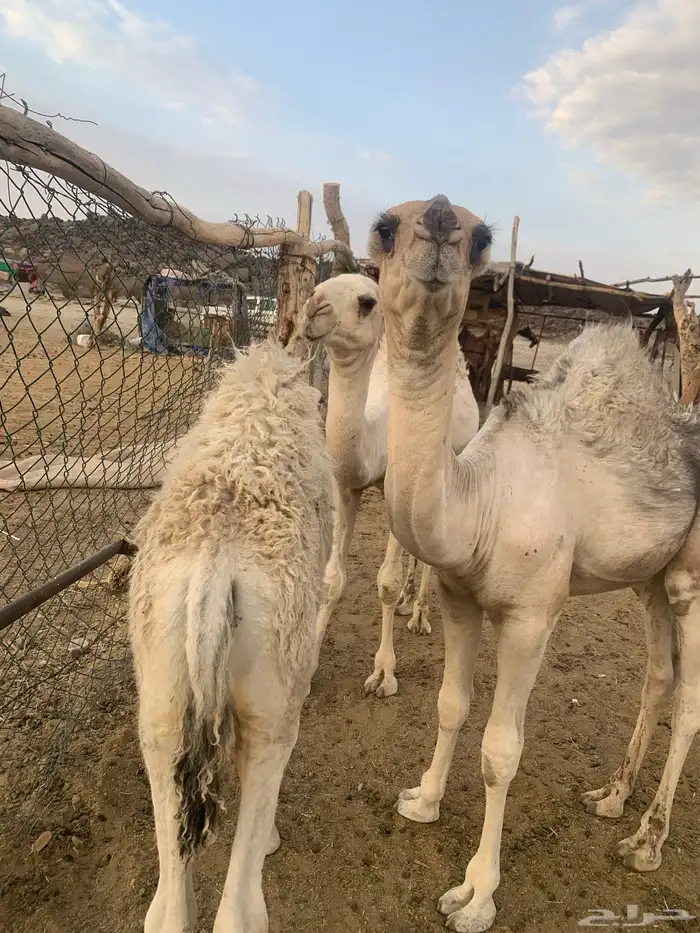 قعود كفو مواريه طيبه وهو حوار عمره شهرين ونص 5