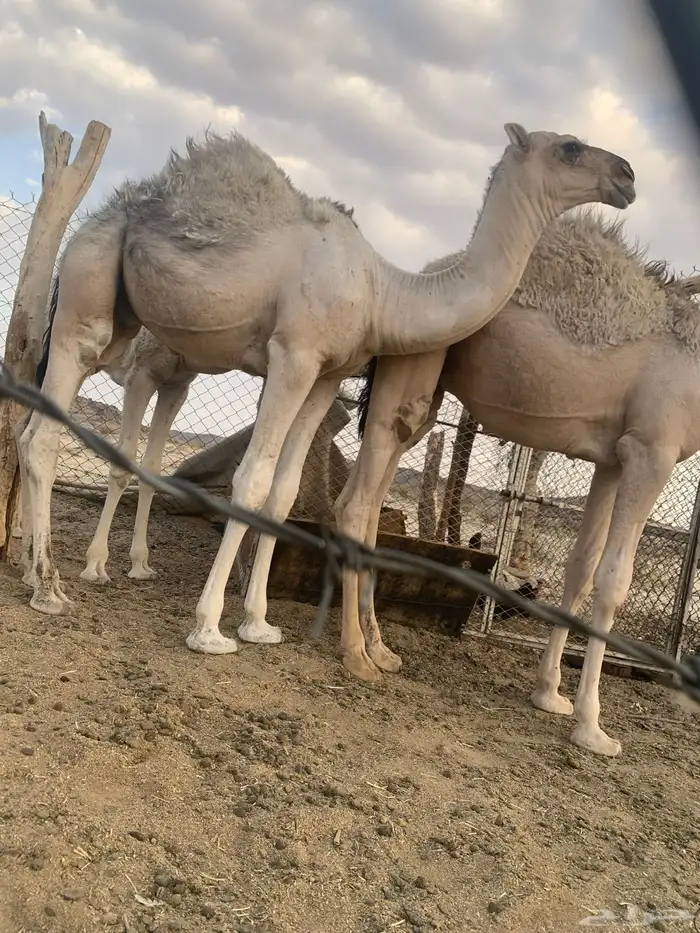 قعود كفو مواريه طيبه وهو حوار عمره شهرين ونص 1