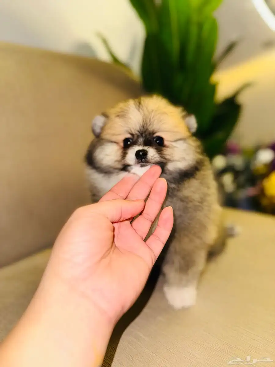 pomeranian for sale 1