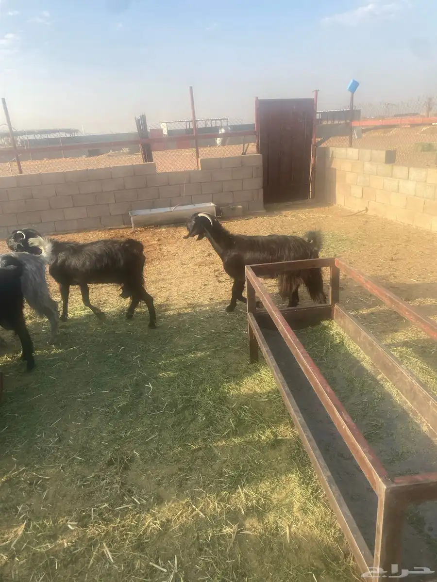 عدد56 عنز مع فحولها 42 عنز شامية 14 عنز عارضيةاصل بفحولها 0