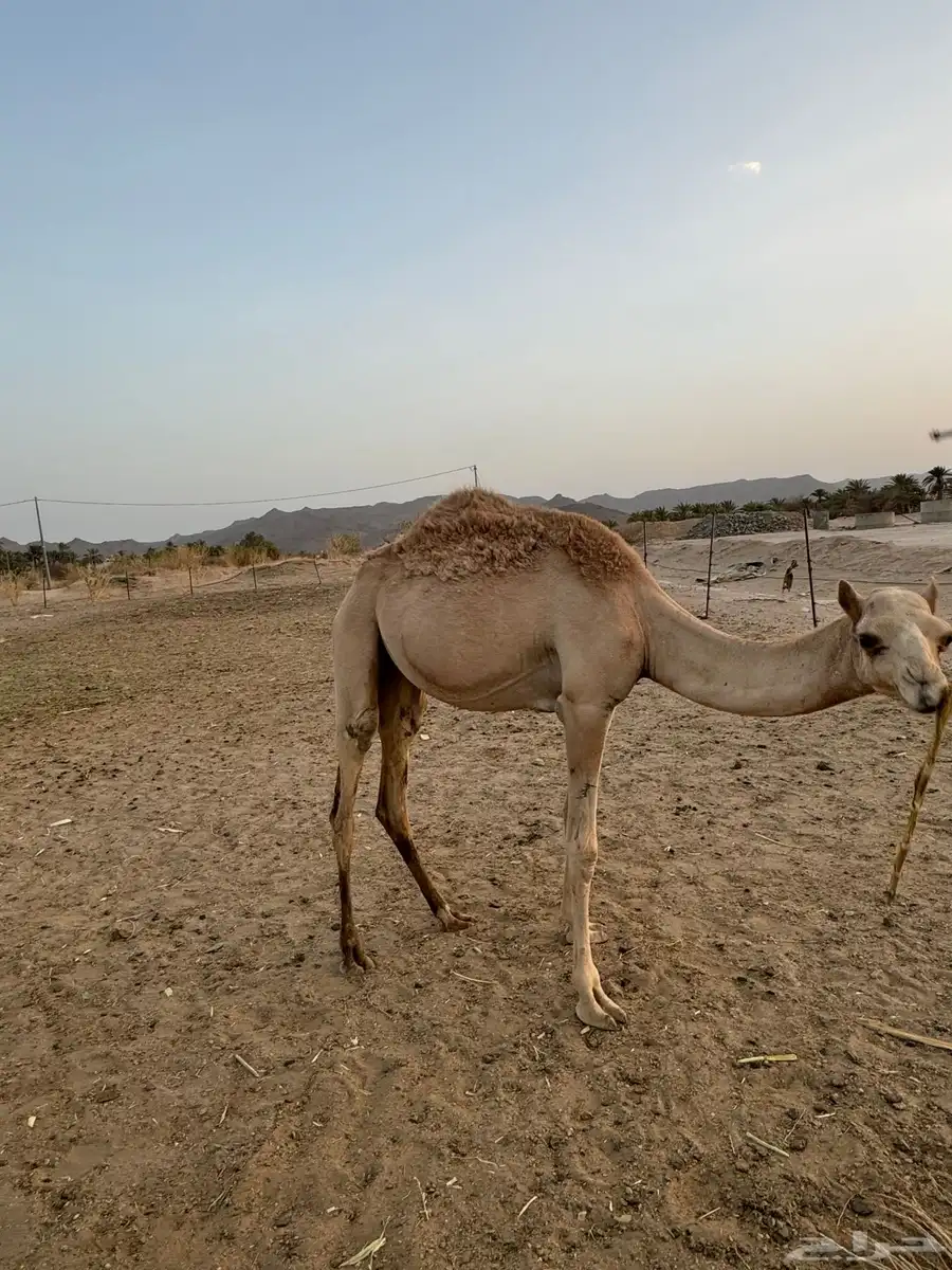 بكره مكنسله مفروده لها من يوم كنسلت 4 شهور 2