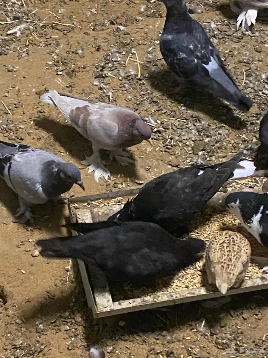 للبيع طيور حمام مع القفص 22