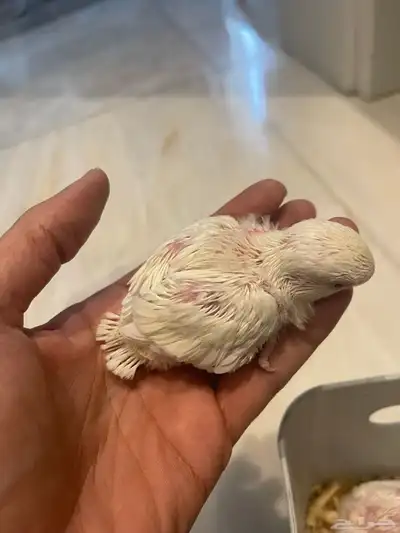فروخ روز 4