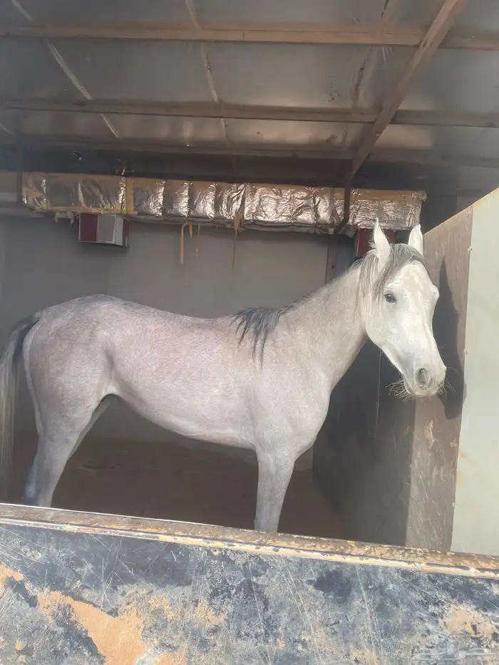 خيل شعبي عمره ثلاث سنين 1