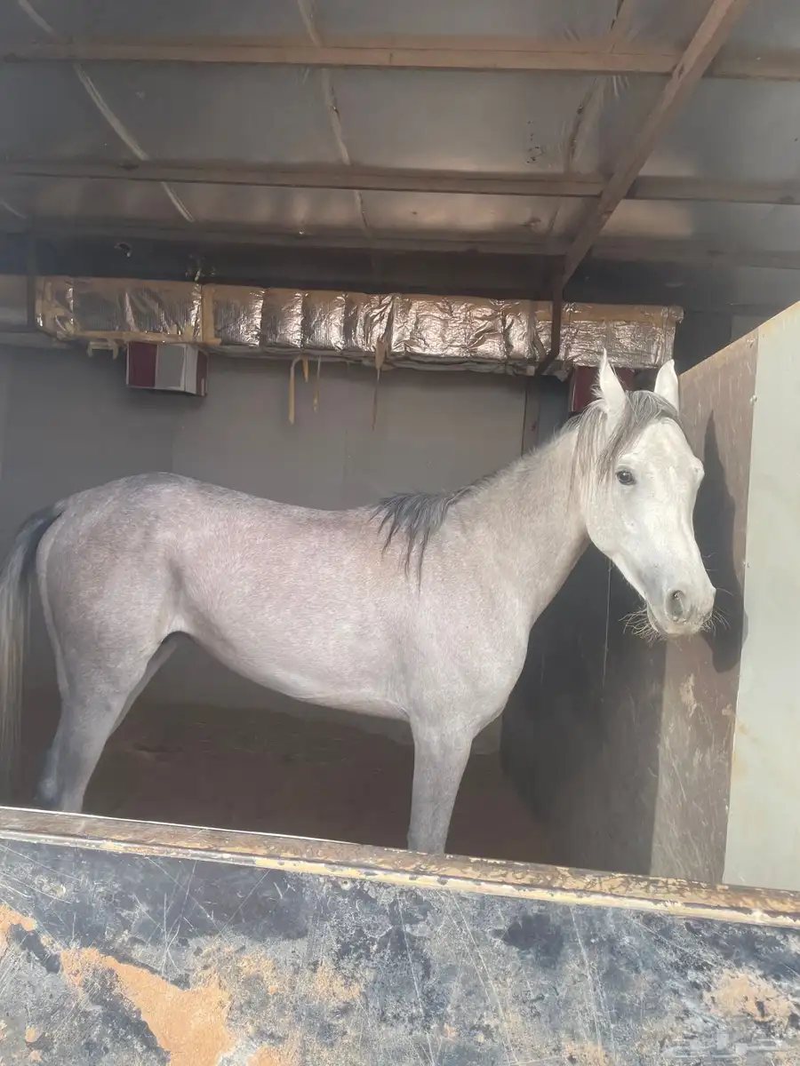 خيل شعبي عمره ثلاث سنين 1