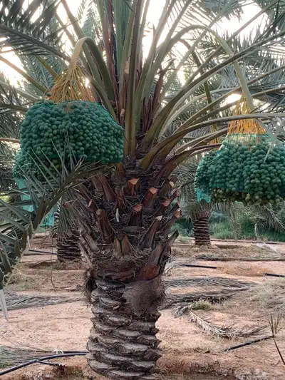 رطب للبيع برحي وسكري واخلاص 1