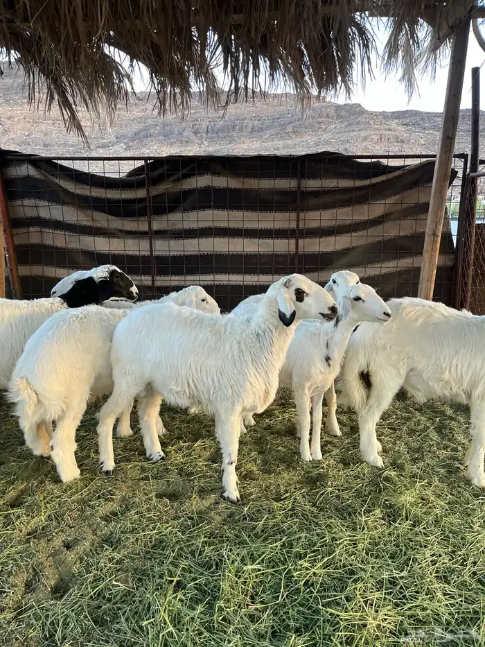 طليان حريه من المراح شرط 2