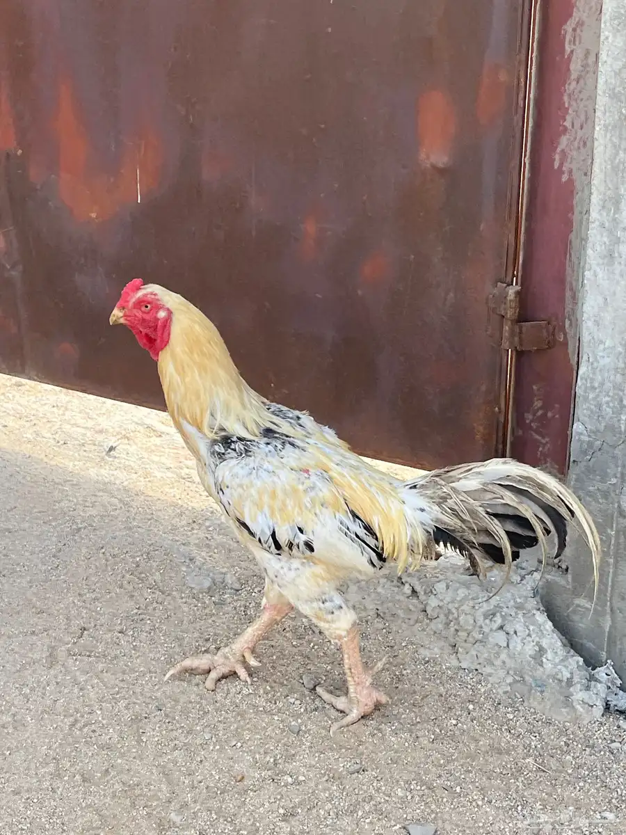 ديك فارسي ديك باكستاني 2