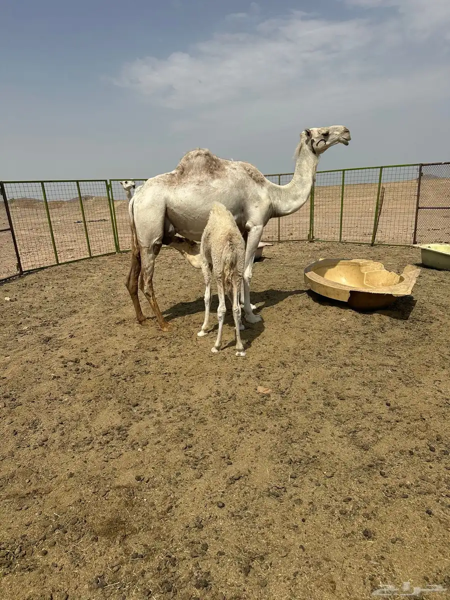 ناقه خلفه عفراء تحتها قعود 8