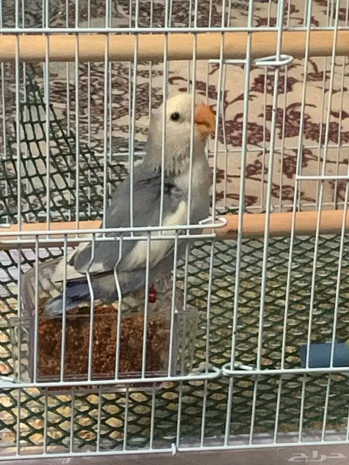 فرخ روز 4