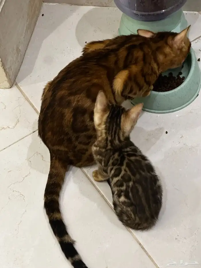 قطط بنغال للبيع مستويات قوية 0