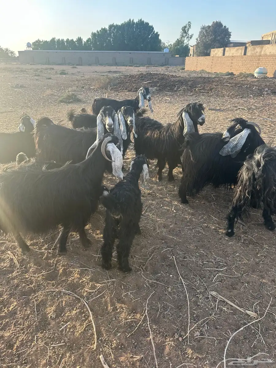 جفار وتيوس عارضين للبيع 0