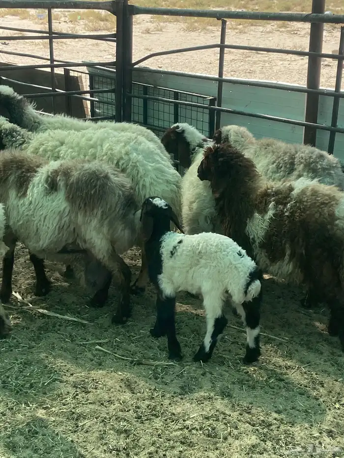 رغيث نعيم طيبه 1