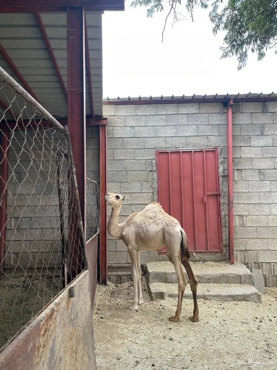 بكره للبيع 0