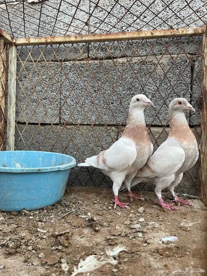 حمام زاجل وفرنسي محاكر 0