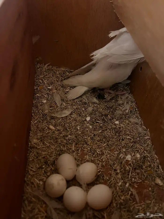 زوج روز منتج شرط ب 380 شامل الملحقات 3