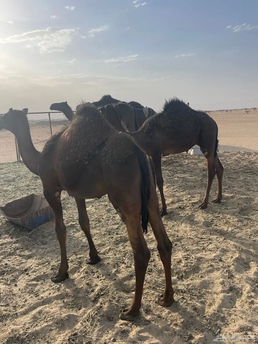 قعدان 1