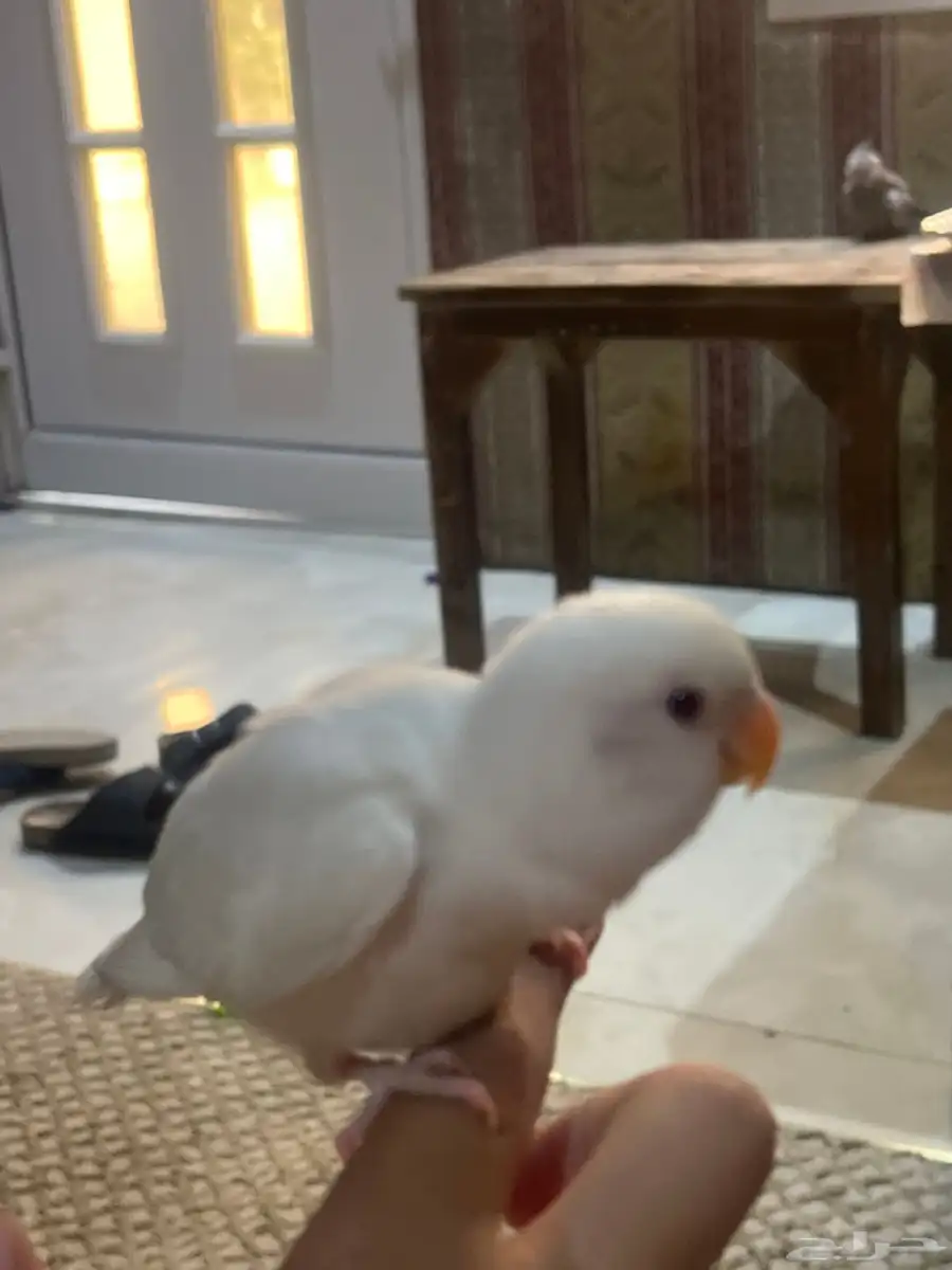 طير روز اليف جدا جدا هدد على السوم 0