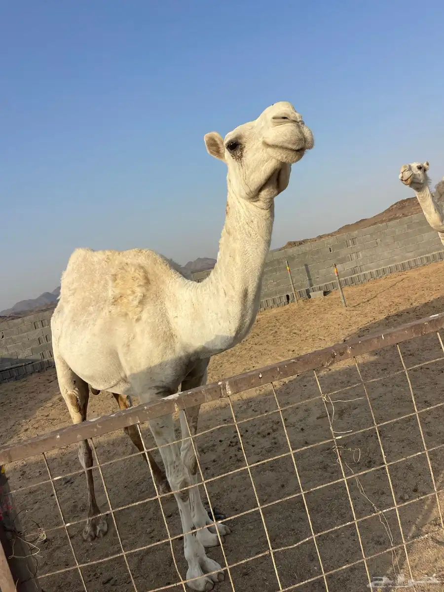 نياق للبيع 1