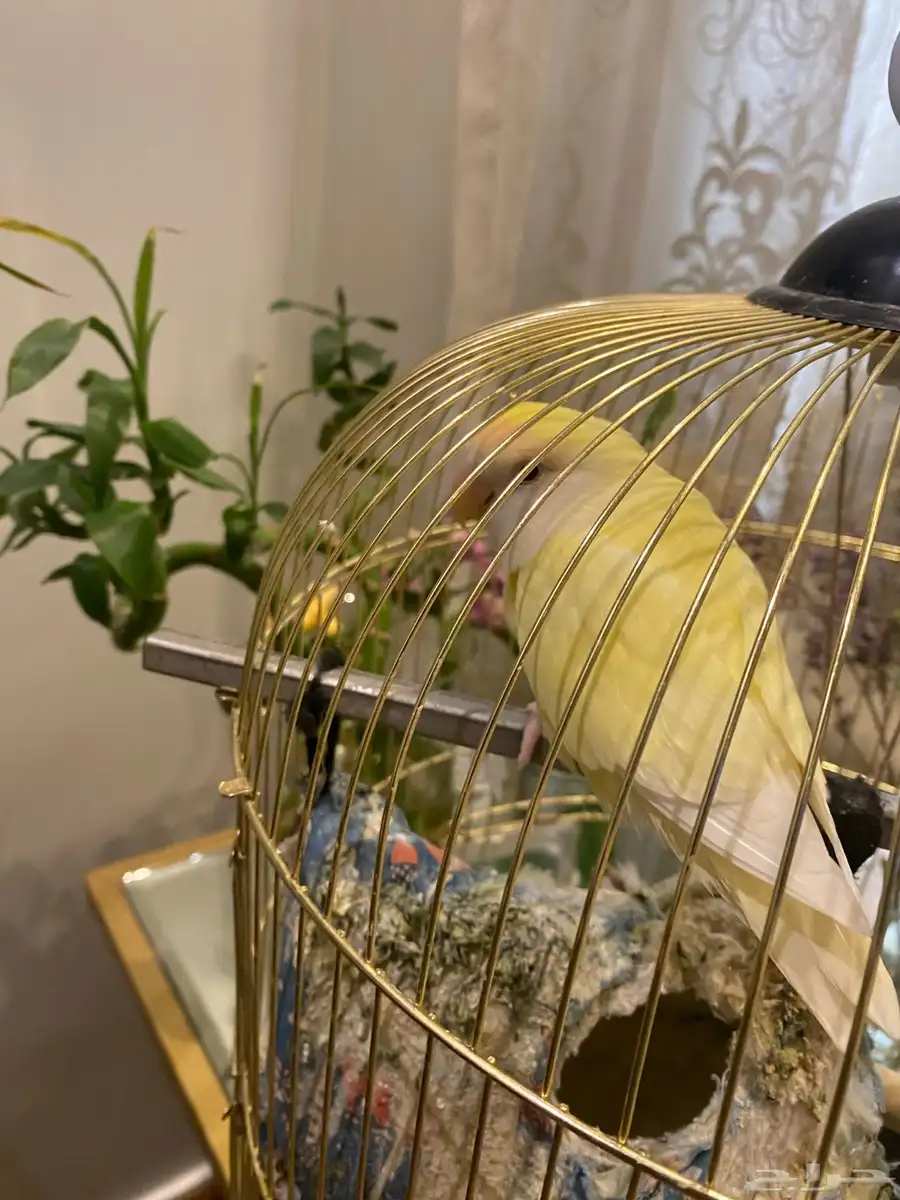 ببغاء روز اصفر ذكر 1