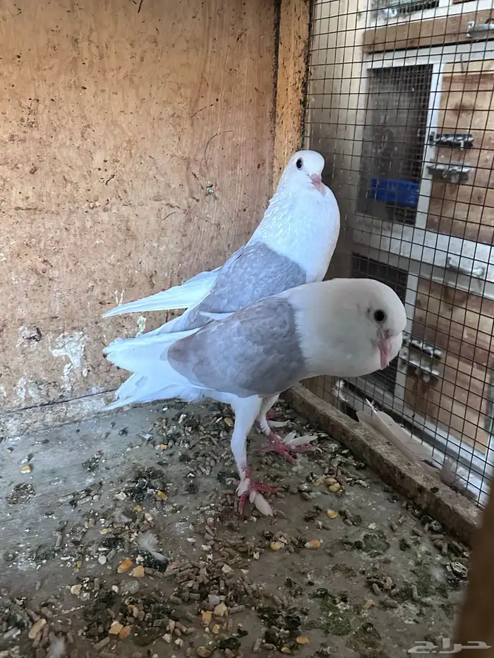 جوز حمام نفاخ 2