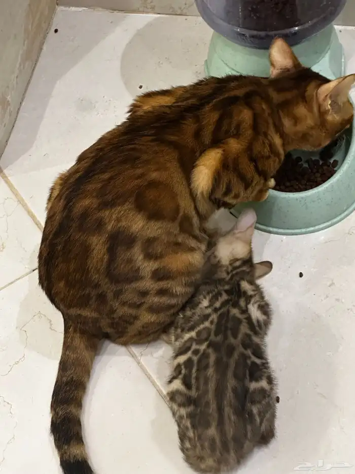 قطط بنغال للبيع مستويات قوية 7