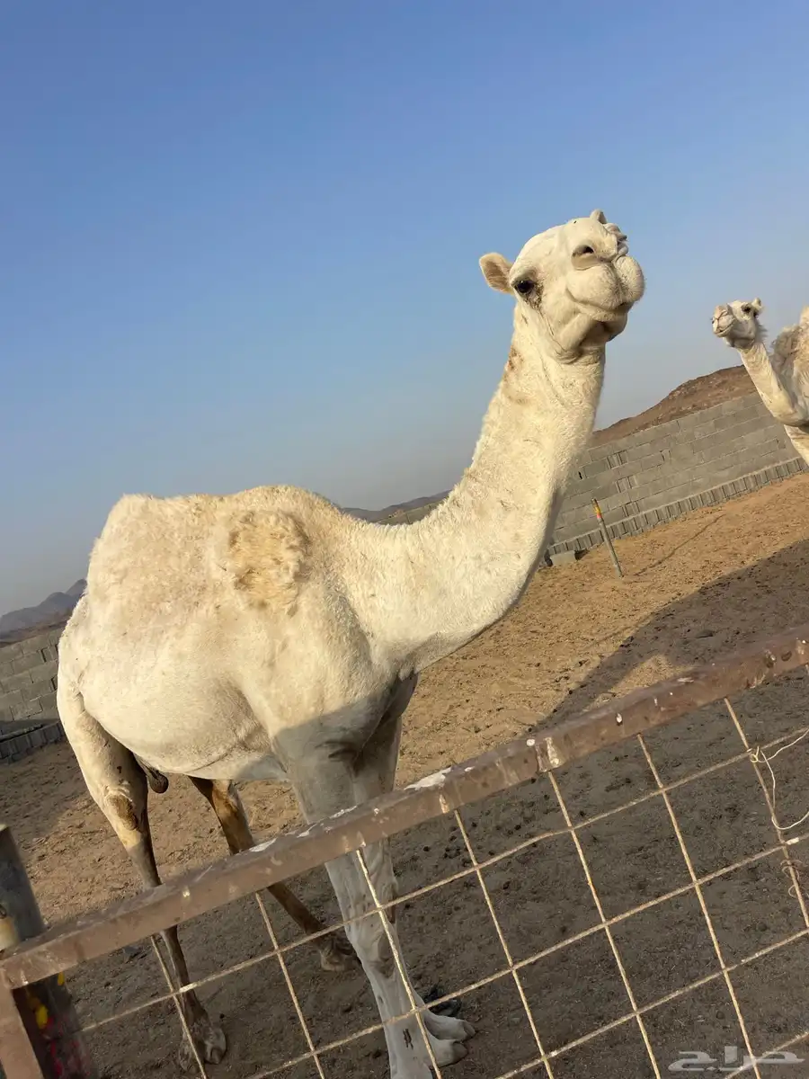 نياق للبيع 2