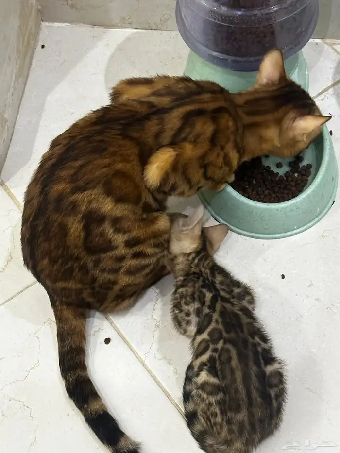 قطط بنغال للبيع مستويات قوية 8