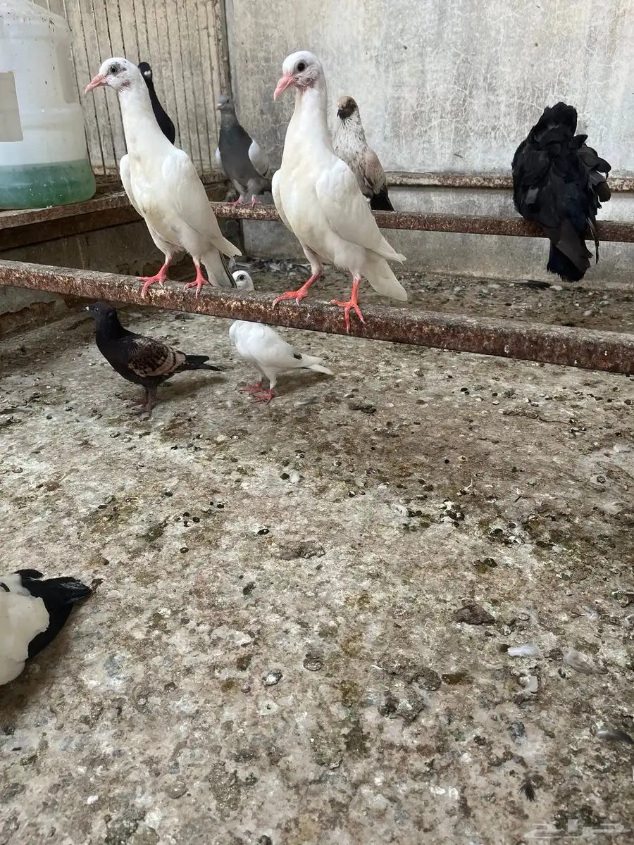 مجموعة زواجل و حبتين كشكي 2