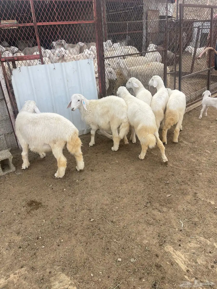 طليان 0