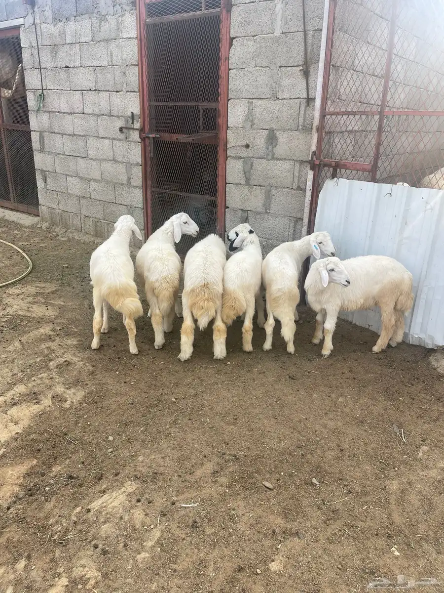 طليان 2