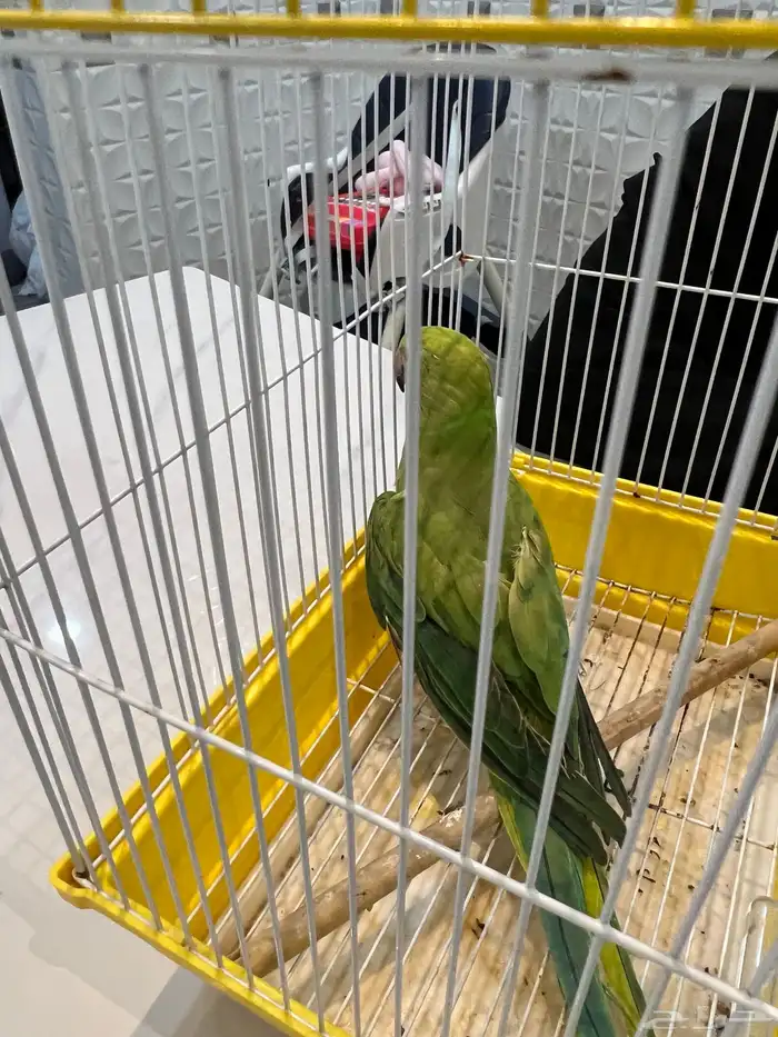 ببغاه 2
