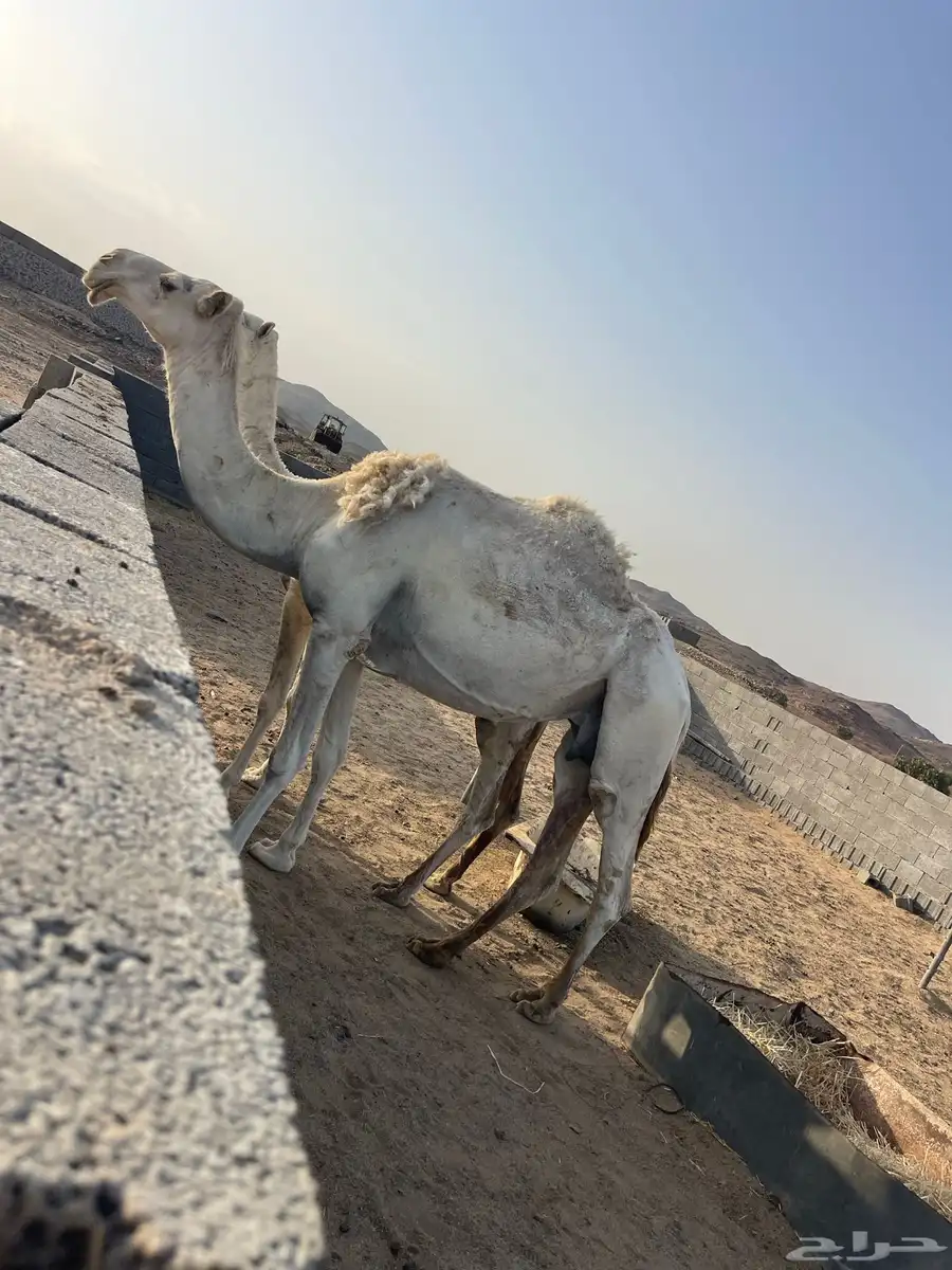 نياق للبيع 10