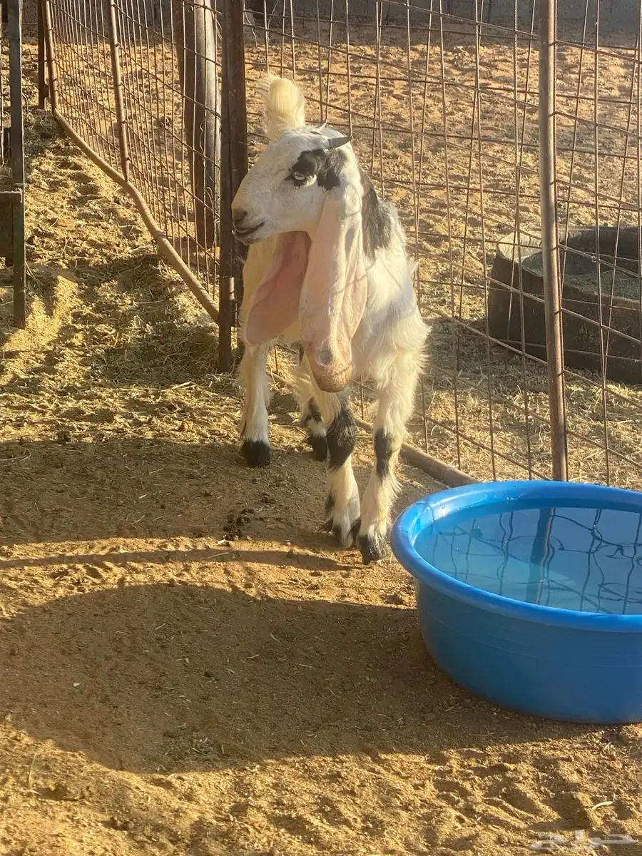 تيوس جفار للبيع 2