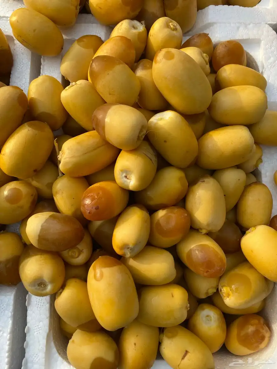 رطب خلاص انتاج القطيف ( جملة و مفرد ) 0