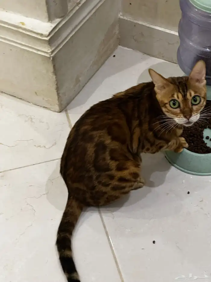 قطط بنغال للبيع مستويات قوية 4