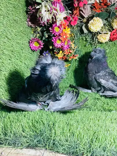 للبيع طبه بخاره بلوشيك 0