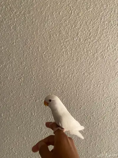فرخ روز نهايه غر 3