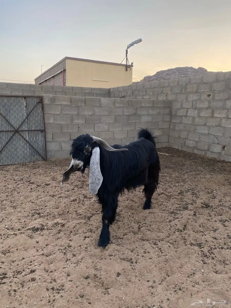 معزا عوارض للبيع العدد 4 2