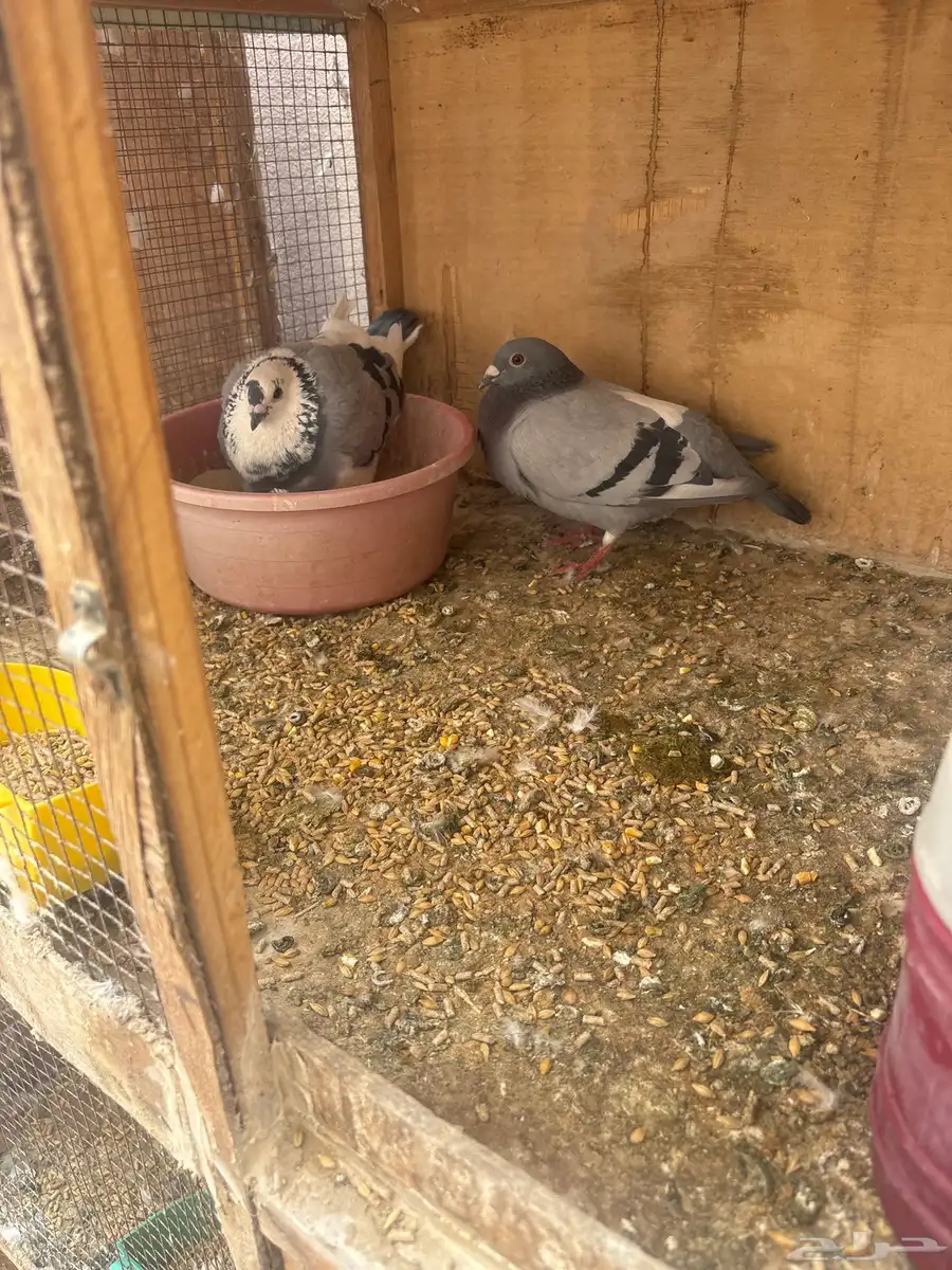 للبيع طبات واجوز زواجل سباق 8