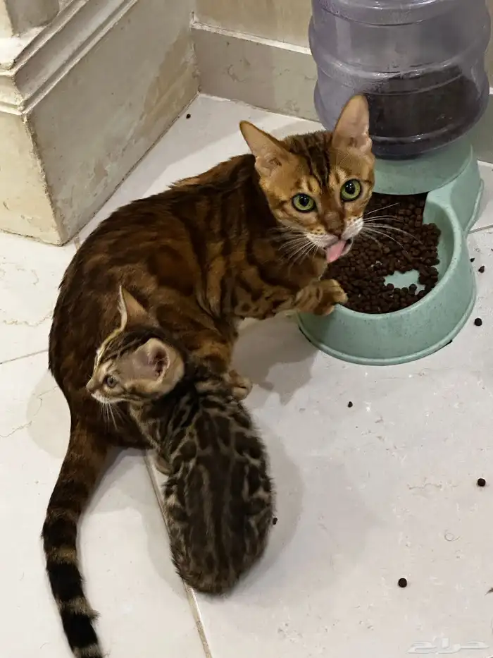 قطط بنغال للبيع مستويات قوية 2