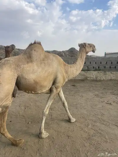 خلفه حليبها واجد تحتها بكره وضروبتين للبيع 5